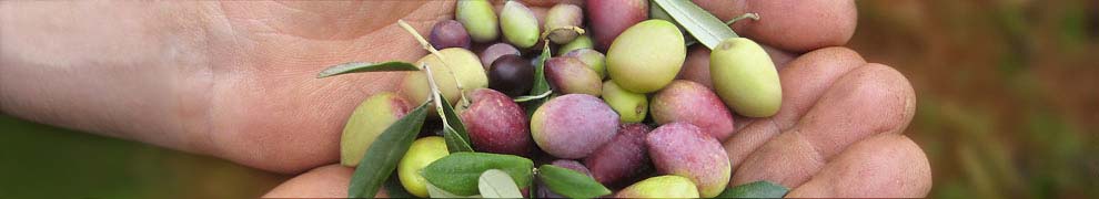 Olive Farm Car