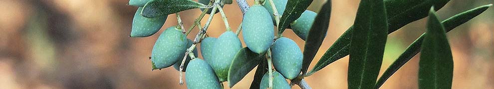 Adopt an Olive Oil Tree